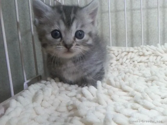 ID:1712-00772の子猫