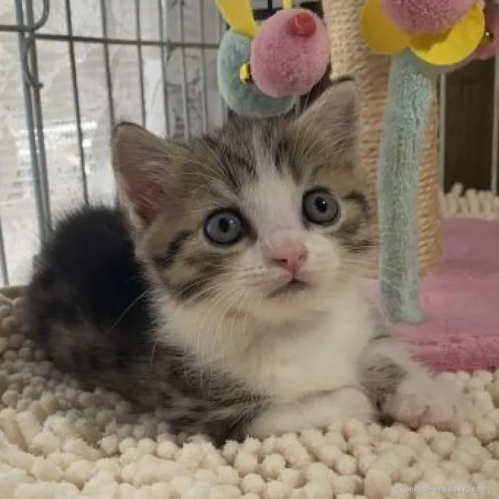 ID:2208-02310の子猫
