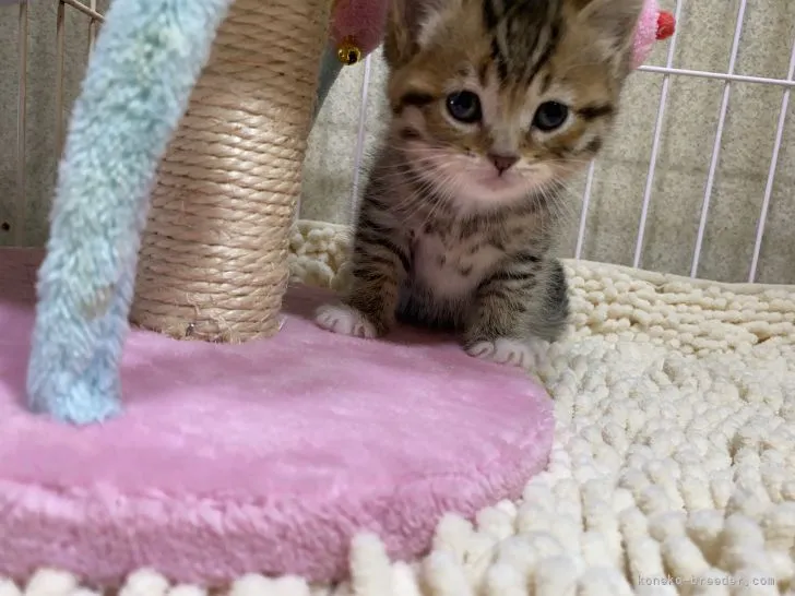 ID:2112-01520の子猫