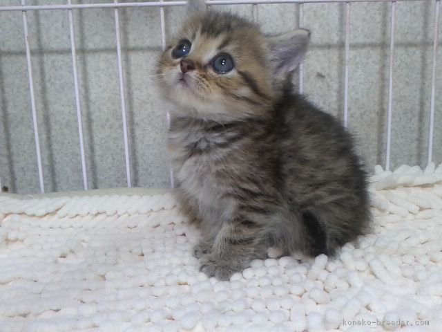 ロック 様のお迎えした子猫