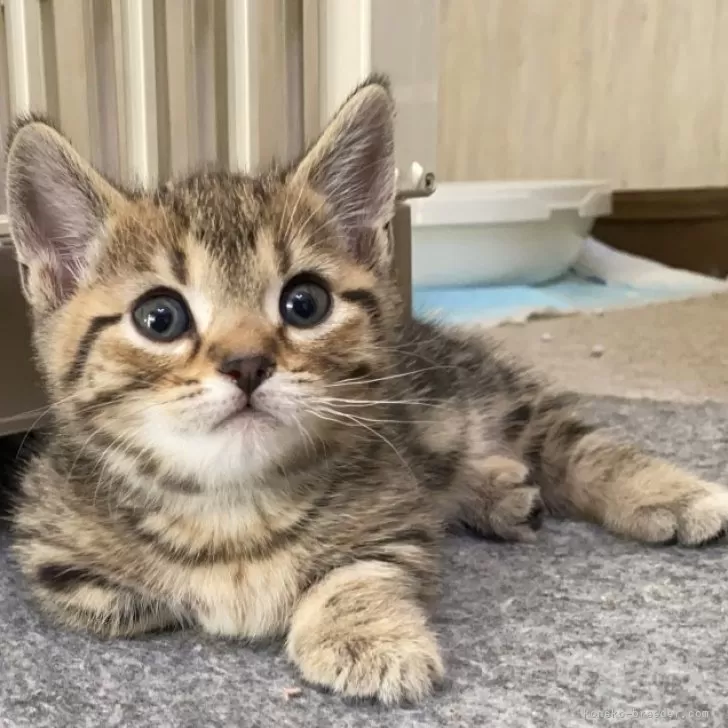 ID:2402-01486の子猫