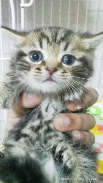 ID:1511-00373の子猫