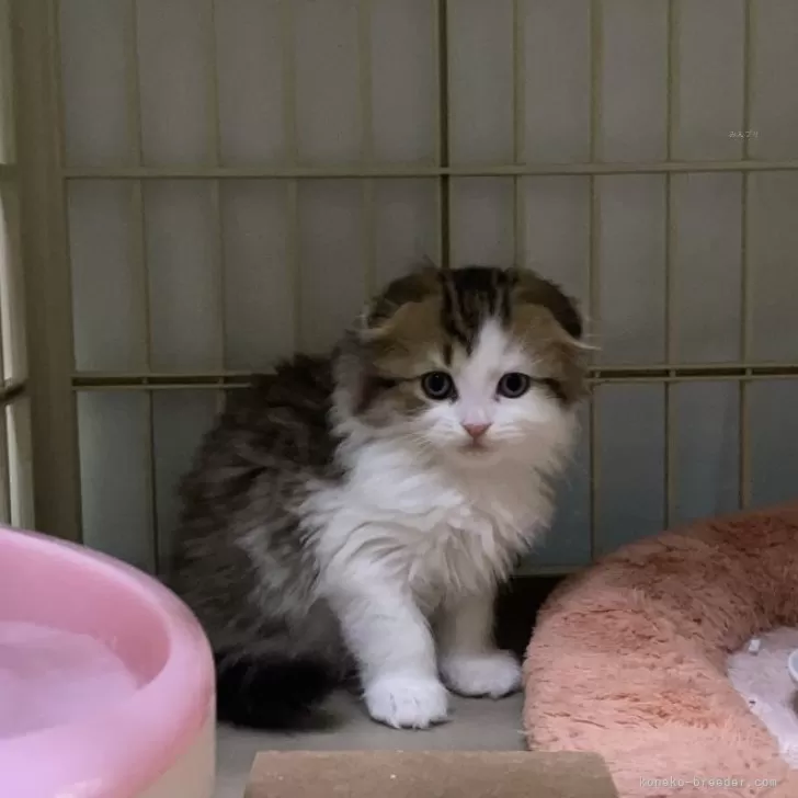 T.O 様のお迎えした子猫