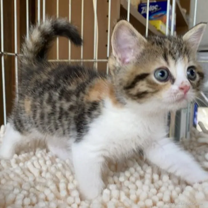 ID:2306-01557の子猫