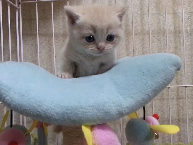 ID：1701-00767の子猫