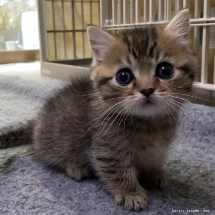 ID:2312-00250の子猫