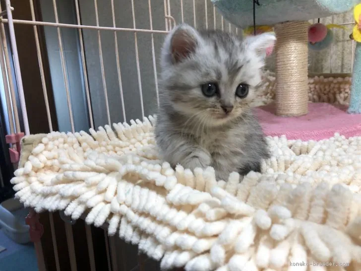 ま@@さ 様のお迎えした子猫