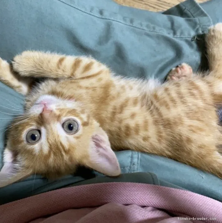 ID:2308-00939の子猫