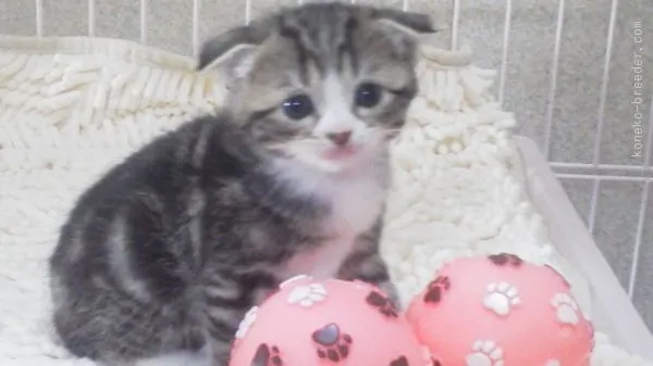 かわいいこねこママ 様のお迎えした子猫