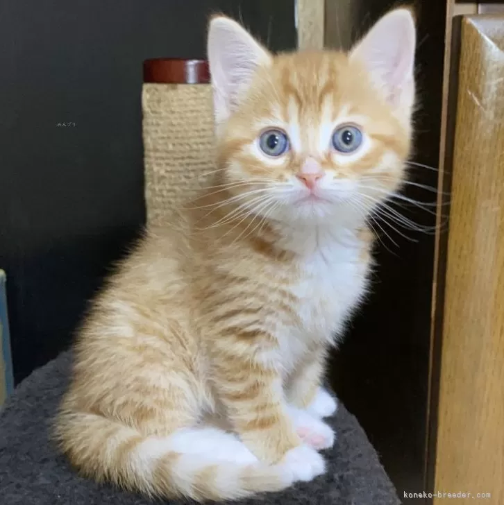 ID:2405-02268の子猫