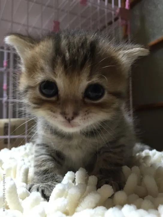 ID：1605-00160の子猫