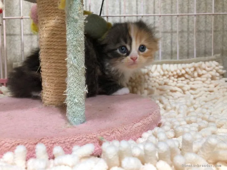 ID：1811-00148の子猫