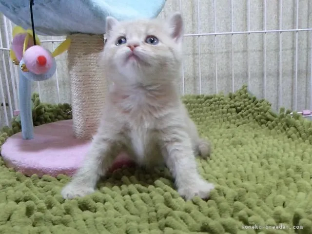 ID:1702-00010の子猫