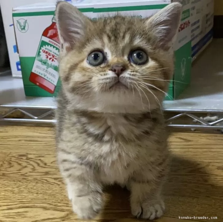 ID:2404-00246の子猫