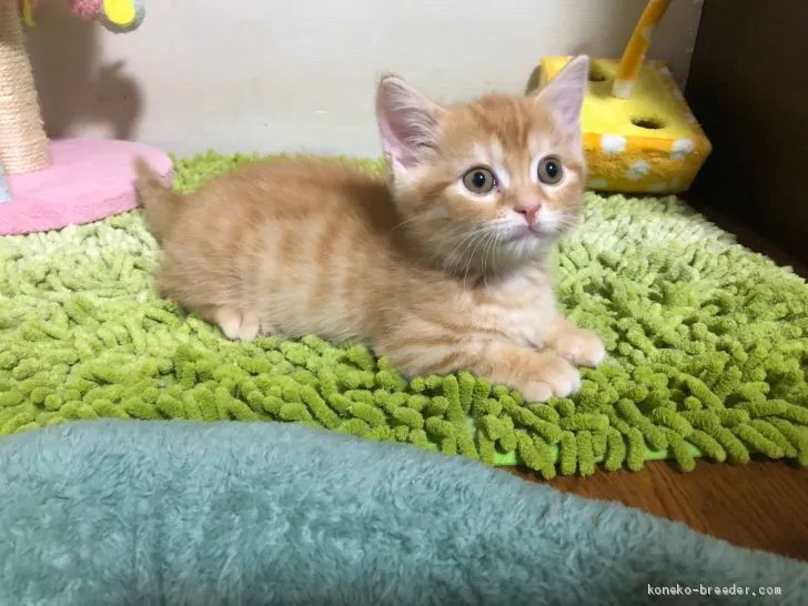 ID:2001-00600の子猫