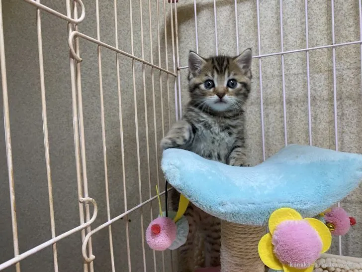 ID:2111-02320の子猫