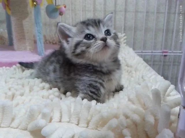 ID：1704-01187の子猫
