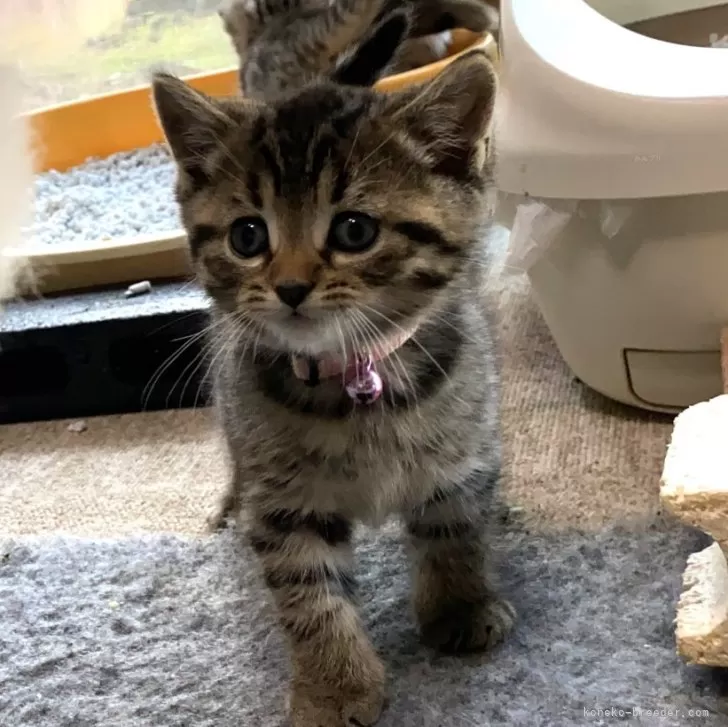 ID:2411-00556の子猫
