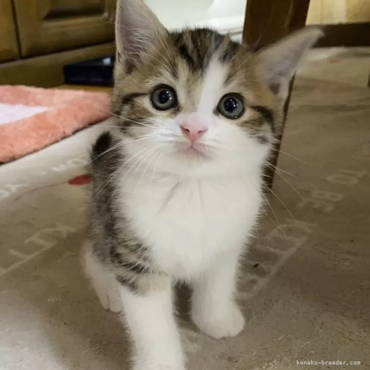 ID:2404-02454の子猫