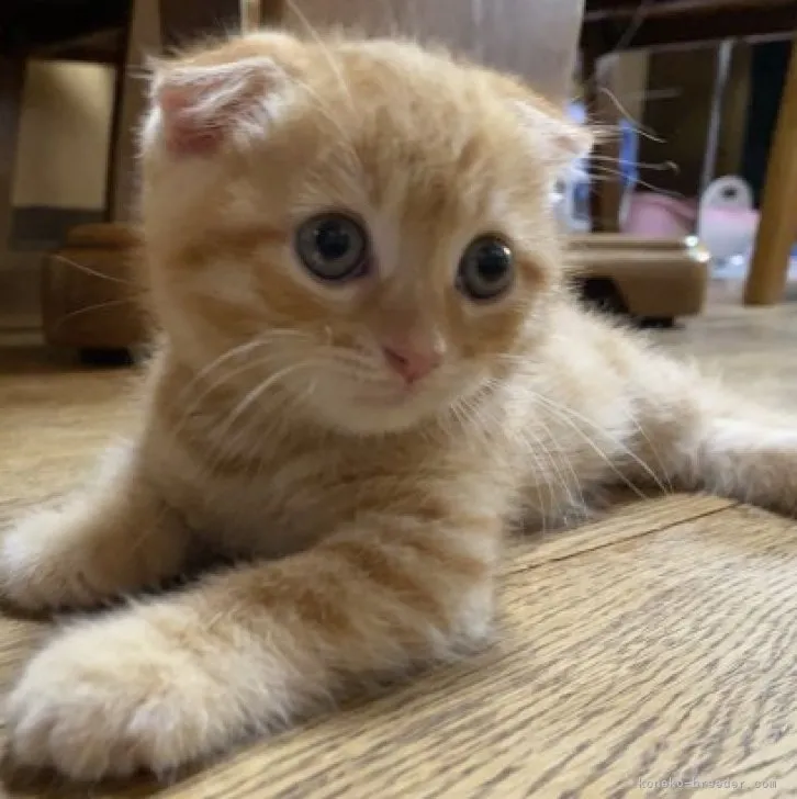 ID：2309-00191の子猫