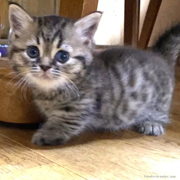 ID：2408-00724の子猫