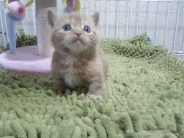 ID：1702-00051の子猫