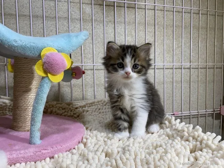 ID：2109-02135の子猫