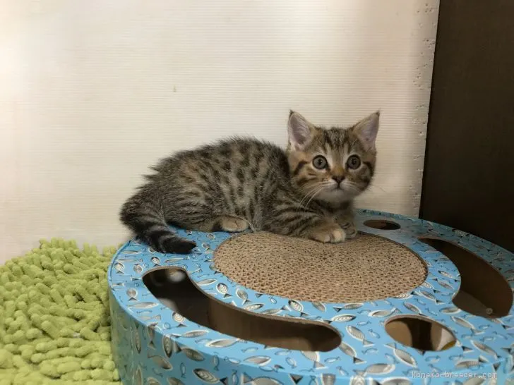 ID:1911-01362の子猫