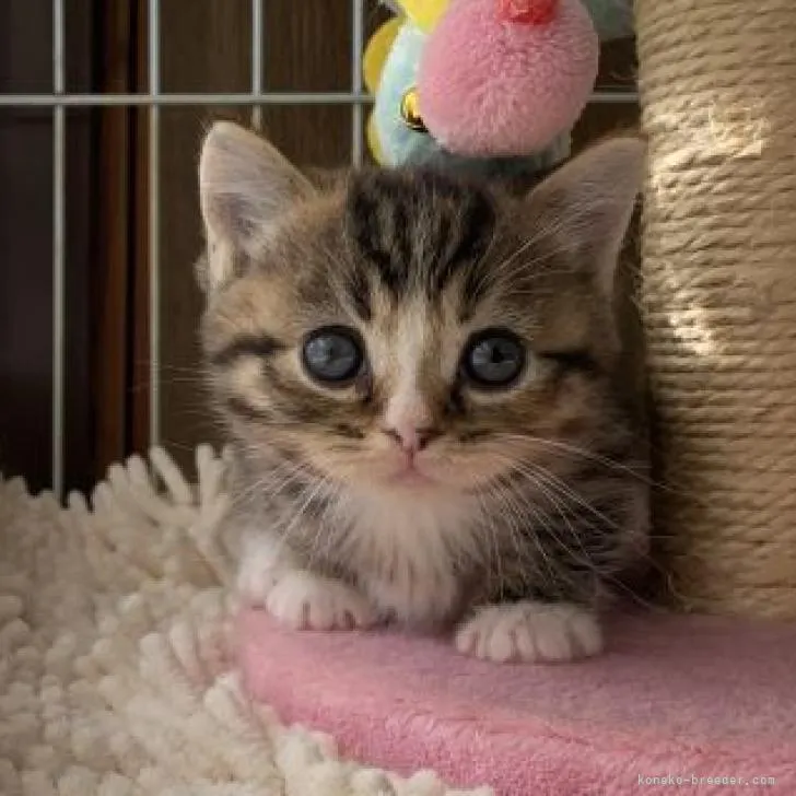 ID：2301-01535の子猫