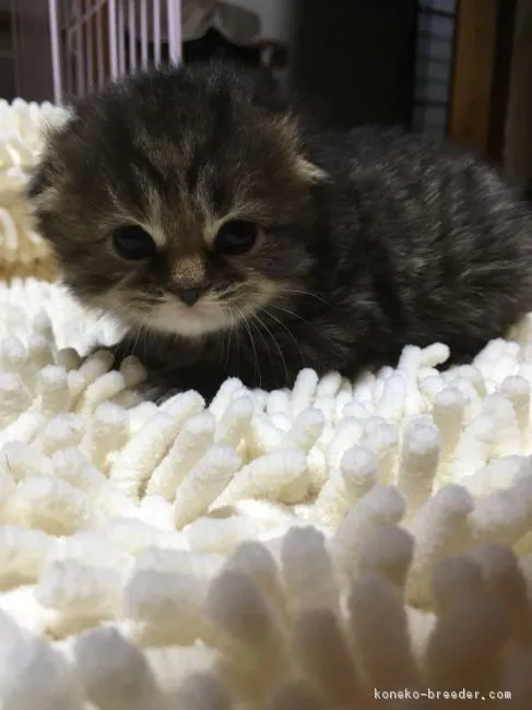 ID：1603-00488の子猫