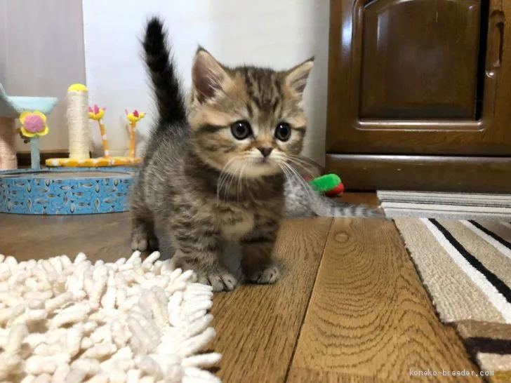 K.T 様のお迎えした子猫