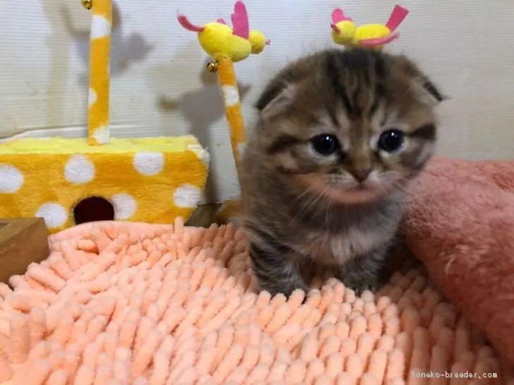 ID：2002-00965の子猫