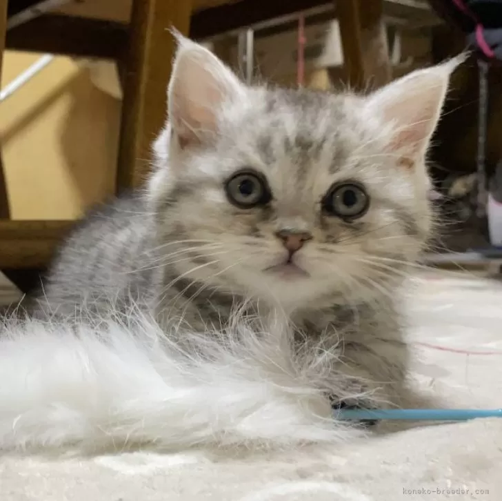 ID：2312-01394の子猫