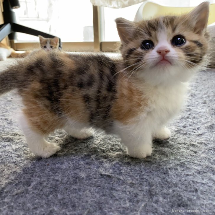 cat_img_1_d675bd025052.jpg