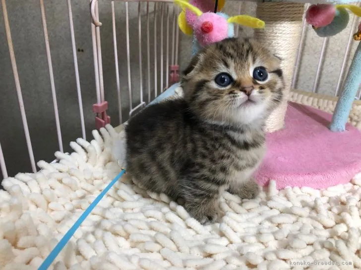 KN 様のお迎えした子猫