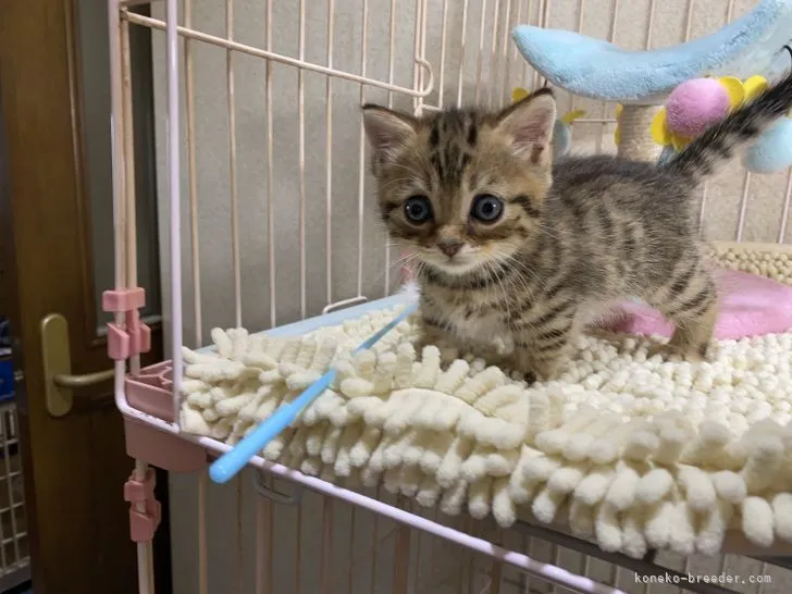 ID:2108-00714の子猫