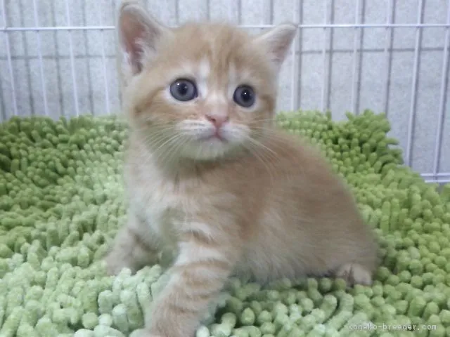 ID：1610-00149の子猫