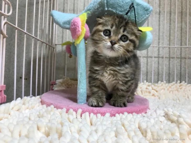 古府 様のお迎えした子猫