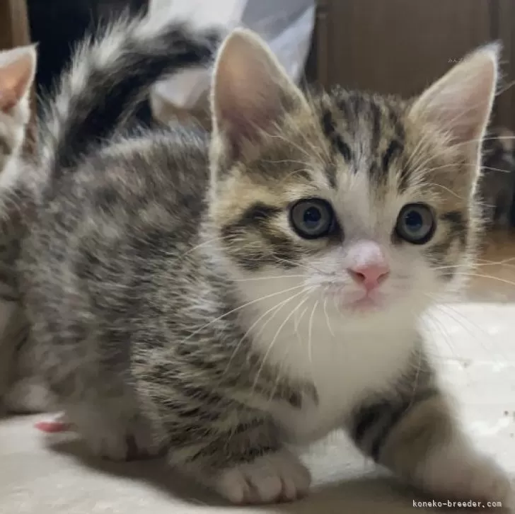 ID：2404-02462の子猫