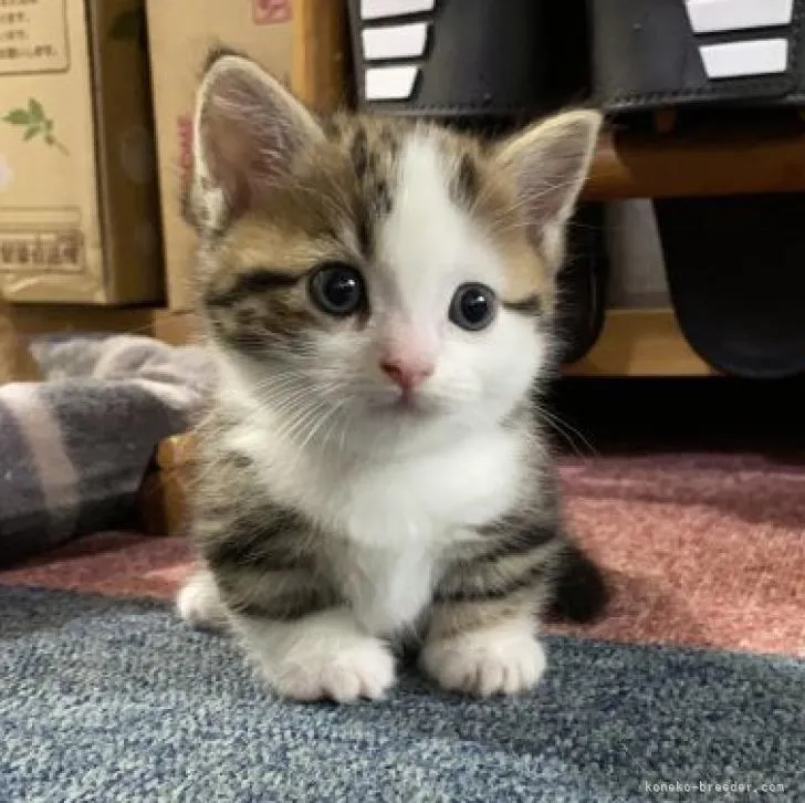 ID:2210-01219の子猫
