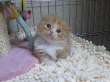 マンチカン【千葉県・女の子・2017年8月5日・レッドタビー&ホワイト（セミロング）】の写真「超～短足の耳折れちゃんです。」