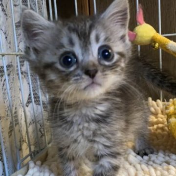 マンチカン【千葉県・男の子・2023年4月25日・シルバーマッカレルタビー】の写真「大人気のシルバー♡長足ちゃん♡綺麗な色柄♡」