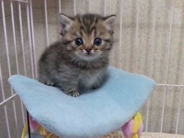 マンチカン【千葉県・女の子・2017年1月28日・ブラウンマッカレルパッチドタビー】の写真「父ACCダブルチャンピオンの高血統」