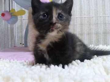 マンチカン【千葉県・女の子・2017年5月25日・トーティーシェル】の写真「父ACCダブルチャンピオンの高血統　祖父は…」