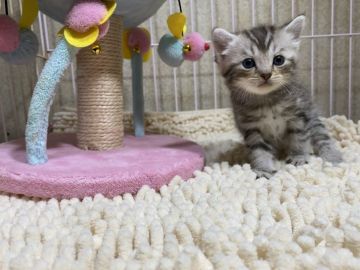 マンチカン(長足)【千葉県・男の子・2021年12月14日・シルバークラシックタビー】の写真「大人気のシルバー♡長足ちゃん♡父猫高血統♡」