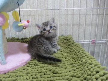 マンチカン【千葉県・男の子・2017年5月18日・シルバーマッカレルタビー（ショートヘア）】の写真「父ACCダブルチャンピオンの高血統　祖父は…」