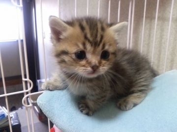 マンチカン【千葉県・男の子・2017年1月28日・ブラウンマッカレルタビー】の写真「父ACCダブルチャンピオンの高血統」