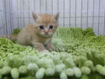 マンチカン【千葉県・男の子・2016年9月1日・レッドタビー（ショートヘア）】の写真「父ACCダブルチャンピオンの高血統」