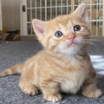 マンチカン(短足)【千葉県・女の子・2024年1月10日・レッドクラシックタビー】の写真「大人気のレッドタビー☆超～短足です♡」