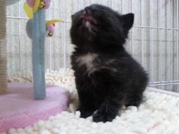 スコティッシュフォールド【千葉県・女の子・2017年2月22日・トーティーシェル】の写真「とても毛並みの良い耳折れスコちゃん」